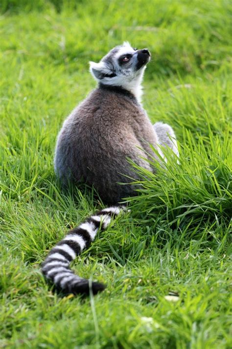 Lemur In Longleat Zoo I Buy All My Photography Equipment From Dale