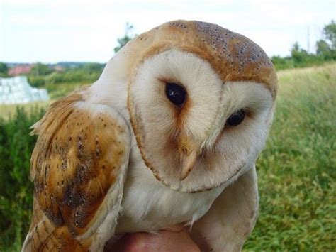 Releasing captive bred barn owls the releasing of captive bred barn owls into the wild is an the law in the section headed article 10 certificate does not apply for captive bred barn owls when. BTO Bird Ringing - 'Demog Blog': Bumper Barn Owl breeding ...