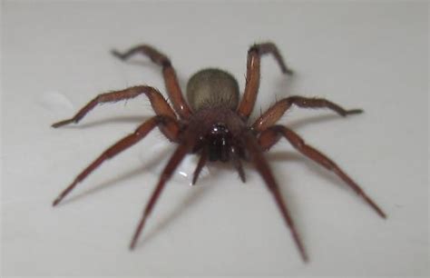 Brown House Spider Biological Science Picture Directory