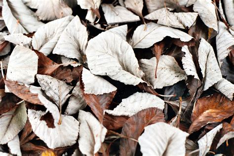 Brown Leaves Autumn Leaves David Ward Flickr