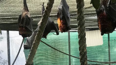Florida Bat Festival Lubee Bat Conservancy Youtube