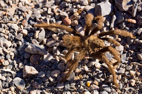 Brown Tarantula Spider Walking Death Valley