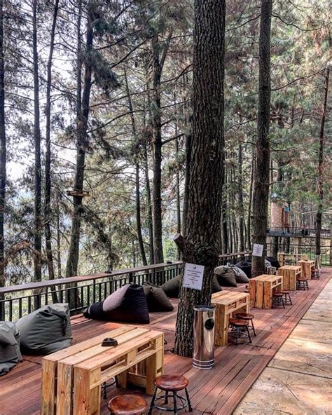 Tempat Ngopi Hits Di Bogor Di Tengah Hutan Pinus Kopi Daong
