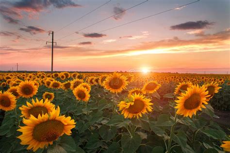 Blooming Field Of Sunflowers On Evening Sunset Sky Agricultural