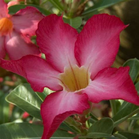 Buy Adenium Obesum India Bicolur Desert Rose Seed Australian Seed