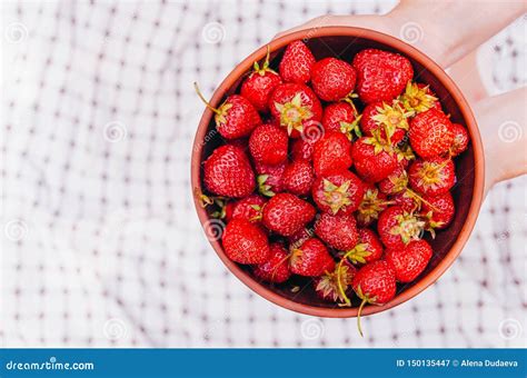 Women`s Hands Hold A Clay Bowl With Ripe Red Strawberries Healthy Food Stock Image Image Of