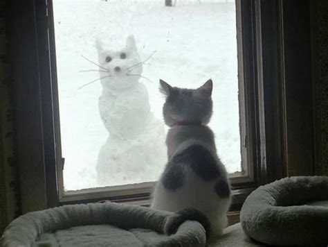 A Cat Looking At A Snow Cat Outside The Window Cats Cute Cats Animals