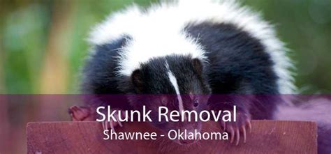 Skunk Removal Shawnee Get Rid Of Skunks In Your Yard Home And Under