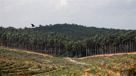 Ambiguous Definition Means Oil Palm Plantations Will Count As Forest
