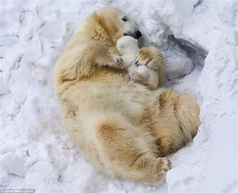 Polar Bear Cub Gets A Cuddle From Its Mother As It Makes Its Debut At
