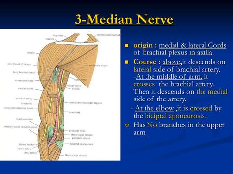 Ppt Cutaneous Innervation Of The Arm Powerpoint Presentation Id