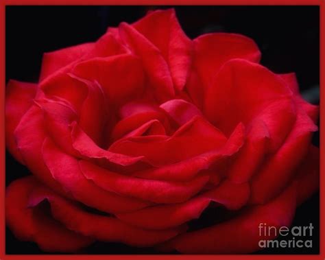 Rose Of Red Bordered Photograph By Joan Violet Stretch Fine Art America