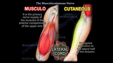 Musculocutaneous Nerve Everything You Need To Know Dr Nabil