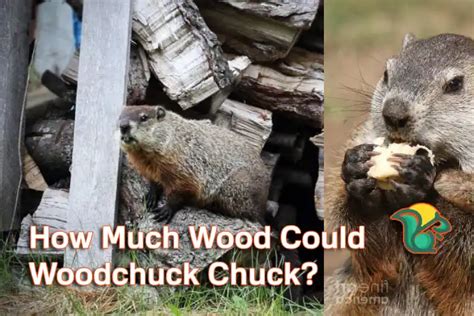 How Much Wood Could A Woodchuck Chuck Rodent Facts