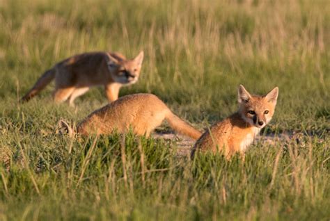 Trio Of Swift Fox Pups Pawnee National Grasslands Colorado Stock Photo