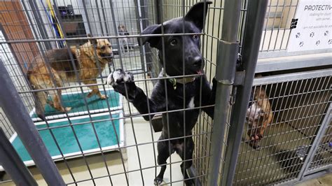 Dog Kennel In Salt Lake City Is At Full Capacity Heres Why