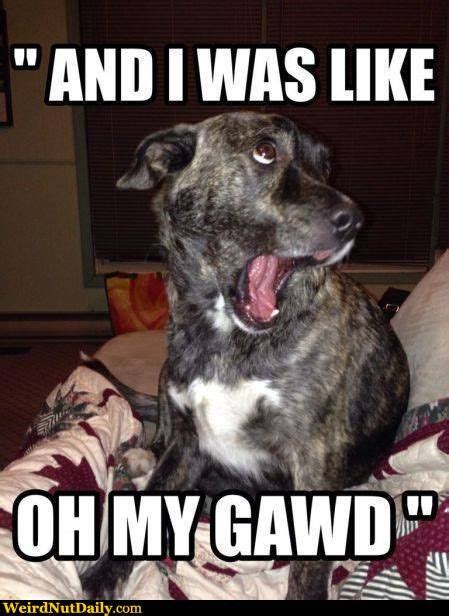 Funny Pictures Weirdnutdaily Omg Dog Funny Animal Jokes Funny