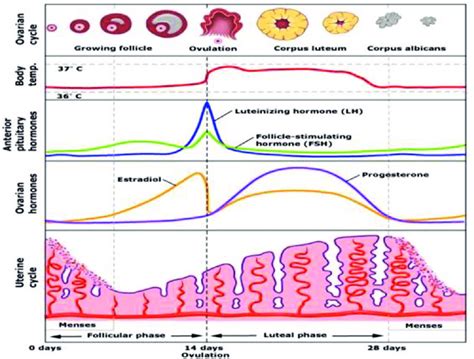 Hormonal Changes In The Menstrual Cycle Download Scientific Diagram