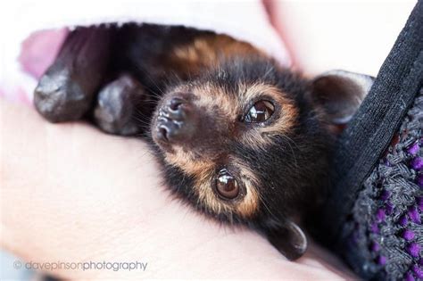 Spectacled Flying Fox Baby So Cute Animals That Rock Pinterest