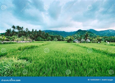 Asian Village Landscape In A Rural Area With Paddy Field Royalty Free