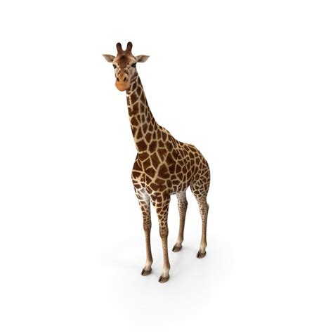 African Giraffe By Pixelsquid360 On Envato Elements