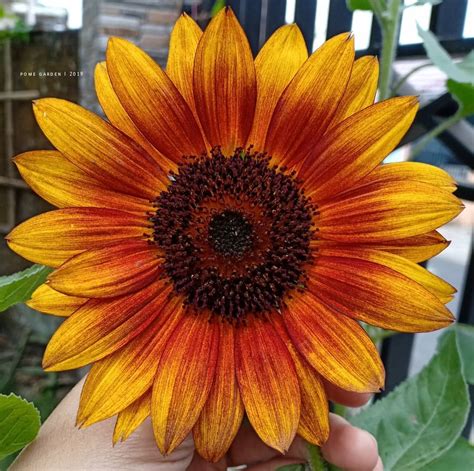 Hampir semua orang pasti mengenal bunga matahari. Paling Keren 30+ Gambar Dan Warna Bunga Matahari - Gambar ...