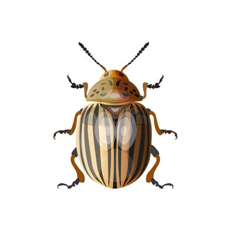 Colorado Potato Beetle Tattoo Art Potato Bugleptinotarsa Decemlineata