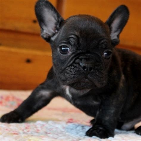 See more of french bulldog puppies for sale on facebook. Gorgeous well trained French Bulldog Puppies for Adoption ...