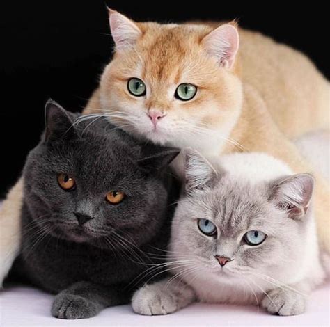 Cat Breeds Black And Orange Pets Lovers