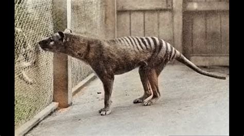 The Thylacine (Tasmanian Tiger) in Colour - YouTube