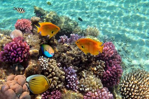 Unterwasser Leben Eines Hart Korallenriff Rotes Meer Ägypten Stock