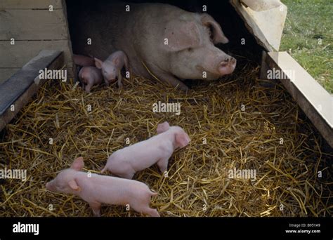 England Sussex Pig Farm Day Old Free Range Piglets And Pig Sow In Straw
