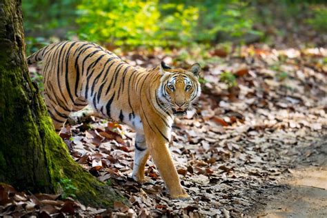 Indian Tiger Photo Safari Colby Brown Photography