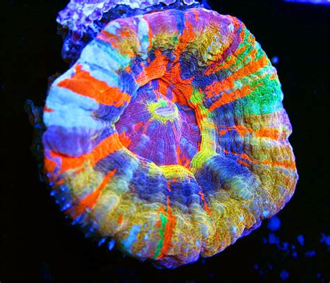 Il Più Bel Corallo Del Mondo Una Scolymia Multicolor