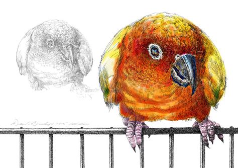 Sun Conure Drawing At Explore Collection Of Sun