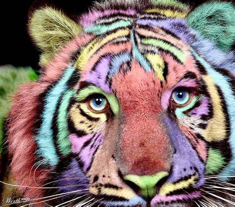 Colorful Tiger Worth1000 Contests