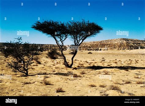 Tree Qattara Depression Libyan Desert Egypt Stock Photo Alamy