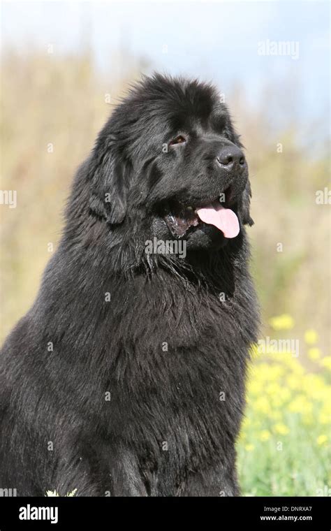 Dog Newfoundland Adult Black Portrait Stock Photo Alamy