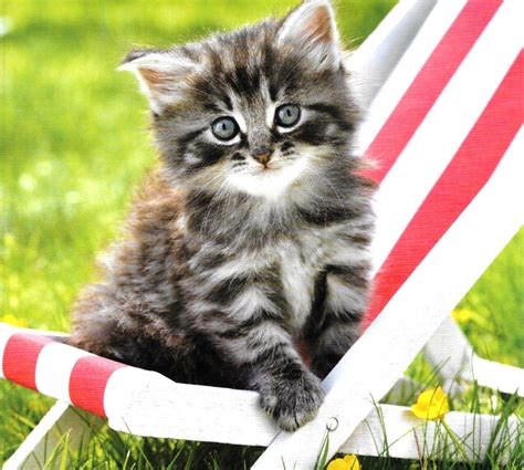 Cute Fluffy Tabby Kitten Resting In Her Own Little Deck