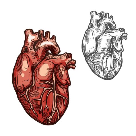 Human Heart Organ Vector Sketch Icon 13054844 Vector Art At Vecteezy