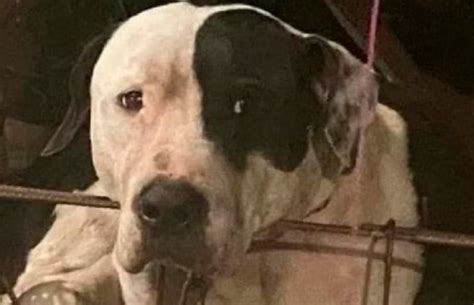 Max El Pitbull Que Casi Le Arranca El Brazo A Un Ladrón En México No