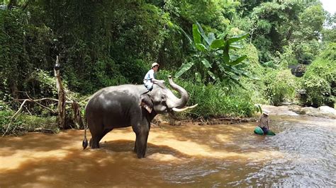 ช้างน้อยอาบน้ำ-Maesa Elephants camp - YouTube