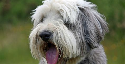 Bearded Collie Dog Breed Information Guide Breed Advisor