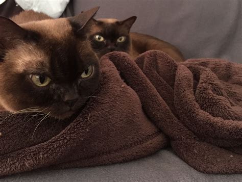 Pin On Burmese Cats