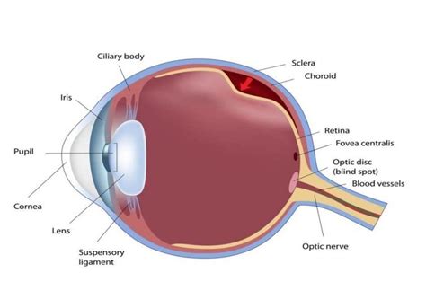 20 Anatomy Of An Eye Pics Anatomysystems