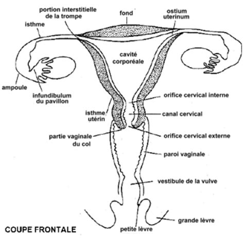 Appareil Reproducteur Féminin Externe Blog De Expose Svt Contraception La Contraception Et