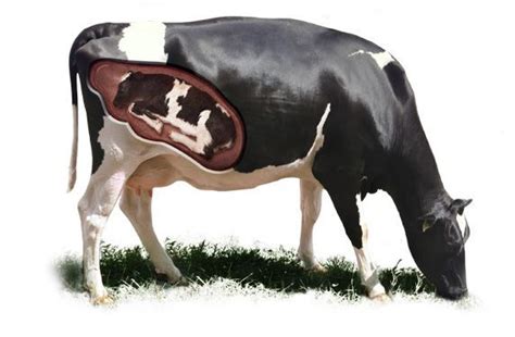 Infertility In Cow Causes And Treatment
