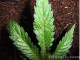 Spots On Marijuana Leaves Pictures