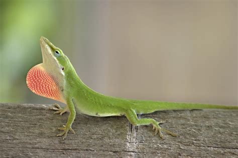 A List Of Different Types Of Lizards With Facts And Pictures Anole