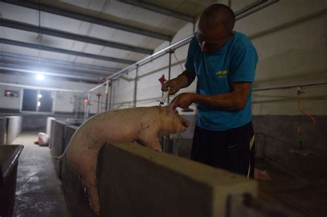 Two Farms Blamed For Covering Up Swine Fever Outbreaks Caixin Global